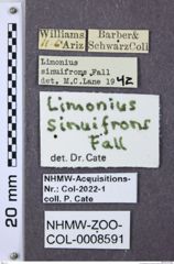 Etiketten zu Gambrinus sinuifrons (NHMW-ZOO-COL-0008591)